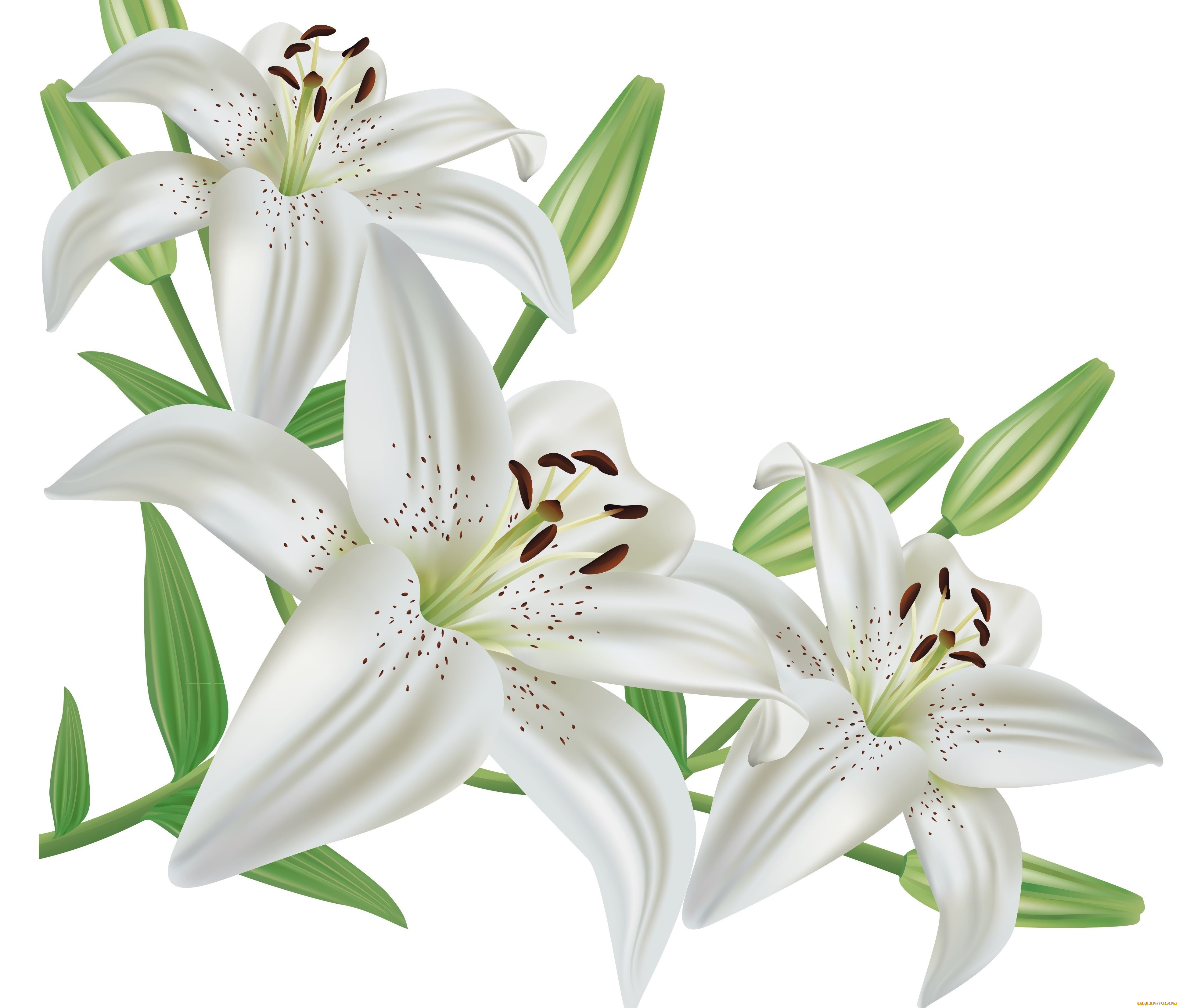  ,  , flowers, , , 
